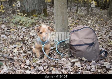 Un petit chien attaché à un arbre seul et abandonné dans la forêt Banque D'Images