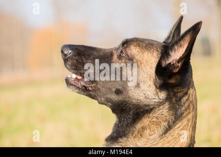 Un portrait de la Berger Belge Malinois attentif adultes arrêtés Banque D'Images