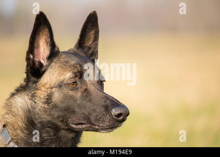 Un portrait de la Berger Belge Malinois attentif adultes arrêtés Banque D'Images