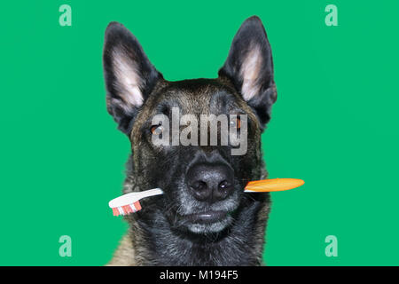 Un portrait de chien de berger belge Malinois avec une brosse à dents entre les dents pour l'hygiène et soins dentaires du chien sur fond vert Banque D'Images