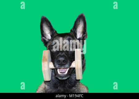 Un portrait de chien de berger belge Malinois avec un haltère en bois entre les dents pour l'objet portable , le sport et la compétition de chiens sur bac vert Banque D'Images