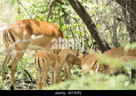 Femelle adulte impala avec groupe de quatre jeunes Impala (Aepyceros melampus) partiellement masquée par des arbustes Banque D'Images