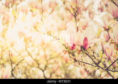 Jardin de printemps avec magnolia arbre plein de fleurs, tonique Banque D'Images