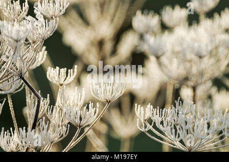 Rime couverts fleurs berce du Caucase par un beau matin d'hiver glacial à Sussex Banque D'Images