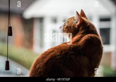 Grand ginger cat assis sur un rebord de fenêtre donnant sur la rue Banque D'Images