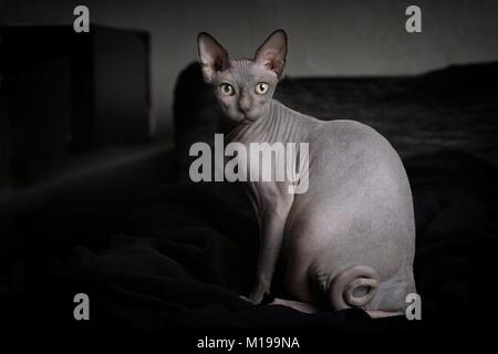 Portrait d'un chat sphynx gris en environnement domestique Banque D'Images