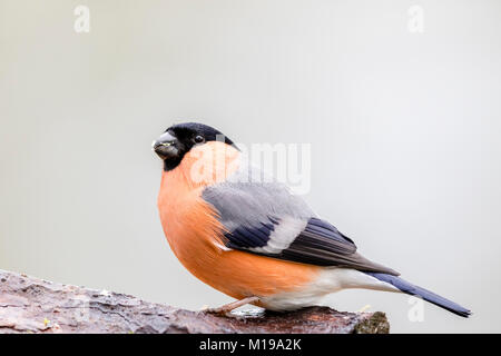 Colvert mâle vu au cours de la RSPB 2018 grand jardin regarder les oiseaux Banque D'Images