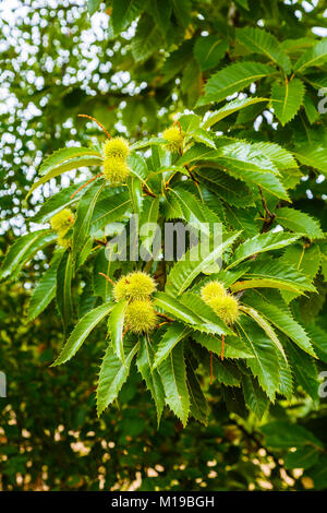 Des feuilles et des châtaignes. Le châtaignier (Castanea sativa). Banque D'Images