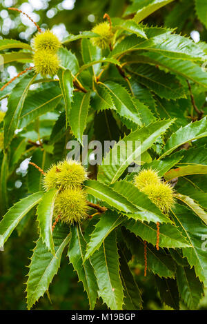 Des feuilles et des châtaignes. Le châtaignier (Castanea sativa). Banque D'Images