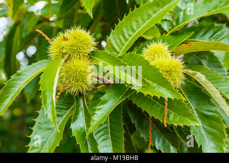 Des feuilles et des châtaignes. Le châtaignier (Castanea sativa). Banque D'Images