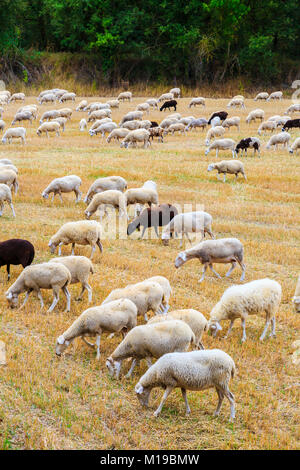 Troupeau de moutons dans un champ de blé. Banque D'Images