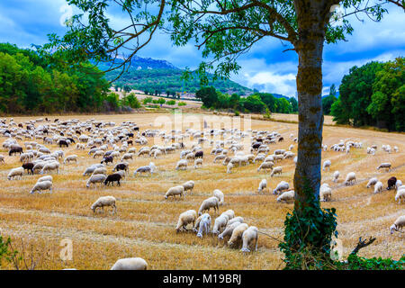 Troupeau de moutons dans un champ de blé. Banque D'Images