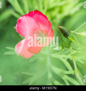 Un plan macro sur une jolie rose wildflower. Banque D'Images