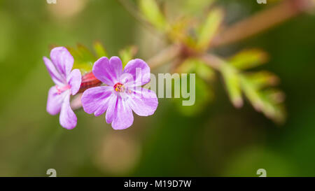 Un plan macro sur une petite mauvaise herbe rose callen herb robert. Banque D'Images