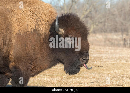 Le bison d'Amérique (Bison bison) à Neal Smith Wildlife Refuge Banque D'Images