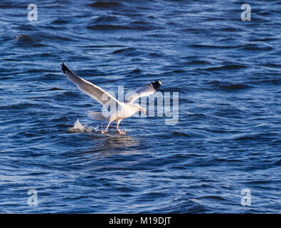 American Herring Gull (Larus argentatus) snappig poisson, Mississippi River Banque D'Images