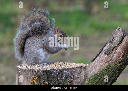 L'écureuil gris (Sciurus carolinensis) se nourrissent de graines d'oiseaux à se cacher dans une réserve faunique Warnham Horsham West Sussex UK. Il se nourrit de graines sur souche d'arbre Banque D'Images