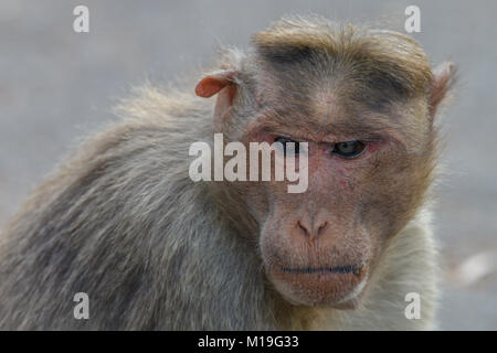 Les mères de jeunes enfants Bonnet macaque. Deux mères de jeunes enfants de Bonnet macaque. Banque D'Images