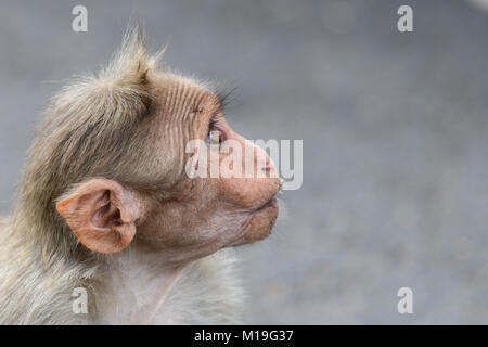 Les mères de jeunes enfants Bonnet macaque. Deux mères de jeunes enfants de Bonnet macaque. Banque D'Images