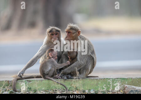 Les mères de jeunes enfants Bonnet macaque. Deux mères de jeunes enfants de Bonnet macaque. Banque D'Images