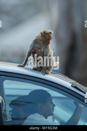 Les mères de jeunes enfants Bonnet macaque. Deux mères de jeunes enfants de Bonnet macaque. Banque D'Images