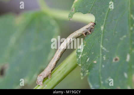 Poivrée Espèce d 'Caterpillar Biston betularia' Banque D'Images