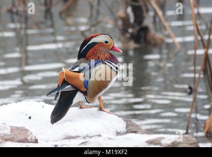 Hangzhou, Chine. 29 janvier, 2018. Canards mandarins peut être vu à Gushan Park à Hangzhou, Zhejiang Province de Chine orientale. Crédit : SIPA Asie/ZUMA/Alamy Fil Live News Banque D'Images