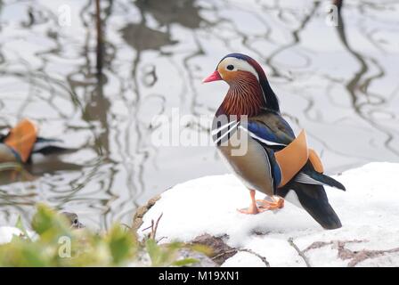 Hangzhou, Chine. 29 janvier, 2018. Canards mandarins peut être vu à Gushan Park à Hangzhou, Zhejiang Province de Chine orientale. Crédit : SIPA Asie/ZUMA/Alamy Fil Live News Banque D'Images