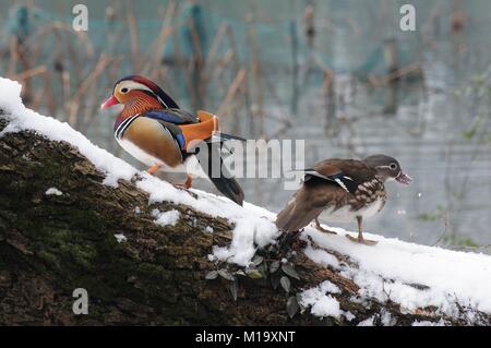 Hangzhou, Chine. 29 janvier, 2018. Canards mandarins peut être vu à Gushan Park à Hangzhou, Zhejiang Province de Chine orientale. Crédit : SIPA Asie/ZUMA/Alamy Fil Live News Banque D'Images