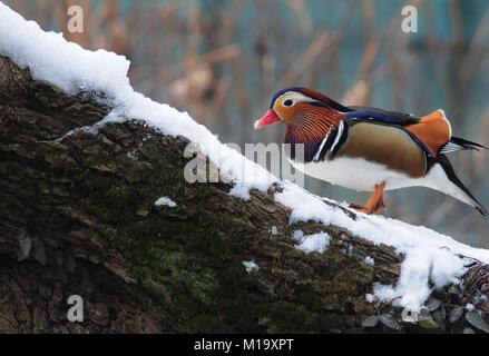 Hangzhou, Chine. 29 janvier, 2018. Canards mandarins peut être vu à Gushan Park à Hangzhou, Zhejiang Province de Chine orientale. Crédit : SIPA Asie/ZUMA/Alamy Fil Live News Banque D'Images