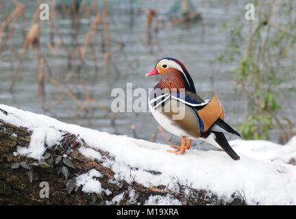 Hangzhou, Chine. 29 janvier, 2018. Canards mandarins peut être vu à Gushan Park à Hangzhou, Zhejiang Province de Chine orientale. Crédit : SIPA Asie/ZUMA/Alamy Fil Live News Banque D'Images