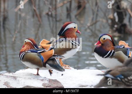 Hangzhou, Chine. 29 janvier, 2018. Canards mandarins peut être vu à Gushan Park à Hangzhou, Zhejiang Province de Chine orientale. Crédit : SIPA Asie/ZUMA/Alamy Fil Live News Banque D'Images