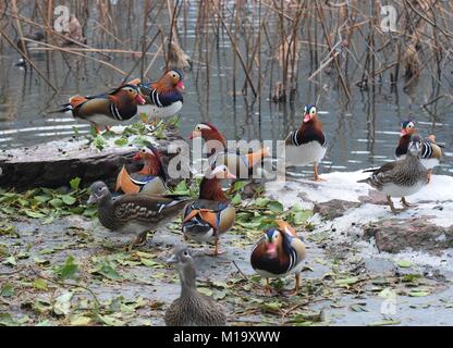 Hangzhou, Chine. 29 janvier, 2018. Canards mandarins peut être vu à Gushan Park à Hangzhou, Zhejiang Province de Chine orientale. Crédit : SIPA Asie/ZUMA/Alamy Fil Live News Banque D'Images