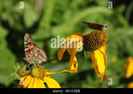 Un troupeau de papillons belle dame s'est présenté l'un d'août pour se nourrir de nectar de mes grands peuplements d'Cône jaune fleurs. Banque D'Images