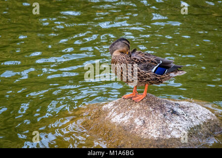 Au lissage cane colvert. Banque D'Images