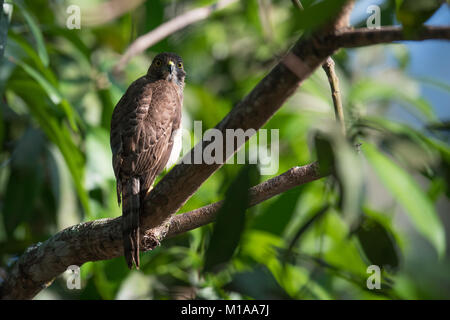 Nature fond de Shikra, un oiseau de proie ou raptor, perché sur un arbre dans la forêt tropicale d'Asie. Dans l'habitat naturel des animaux sauvages Banque D'Images