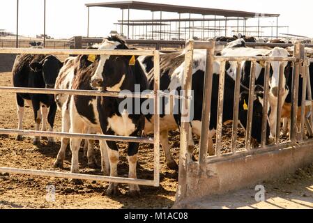 En vaches laitières Holstein d'alimentation extérieur enclos dans Texas Banque D'Images