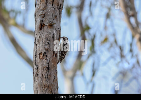 Brown-capped pygmy woodpecker pic pygmées indiens ou close up dans la nature. Banque D'Images