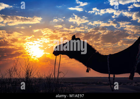 Silhouette de chameaux au coucher du soleil sur le désert de Thar, Jaisalmer Rajasthan en Inde. Banque D'Images