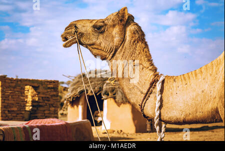 Indian camel vue en gros tiré sur un village rural près de désert du Thar, Jaisalmer, Rajasthan. Banque D'Images