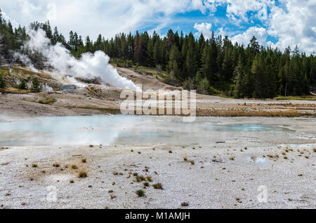 La vapeur des geysers Dans la région du bassin de la Porcelaine Norris Geyser Basin. Le Parc National de Yellowstone, Wyoming, USA Banque D'Images