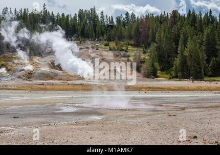 La vapeur des geysers Dans la région du bassin de la Porcelaine Norris Geyser Basin. Le Parc National de Yellowstone, Wyoming, USA Banque D'Images