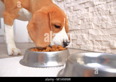 Beagle chien mange. Chien avec bol plein de nourriture pour chiens. Banque D'Images