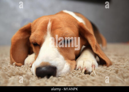 Chien Beagle aux yeux clos close-up. Chien Beagle dort sur le doux tapis. Banque D'Images