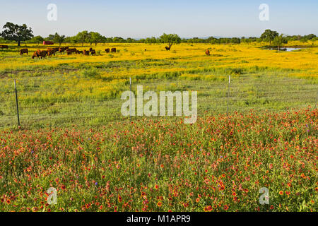 Texas Hill Country, rouge et jaune, des fleurs sauvages, des bovins en pâturage Banque D'Images