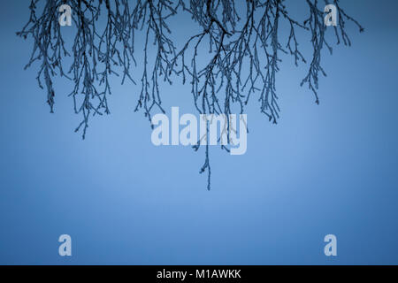 Silhouette de petit arbre des branches, avec de la neige gelée, suspendu verticalement depuis le haut du châssis, contre fond dégradé bleu Banque D'Images