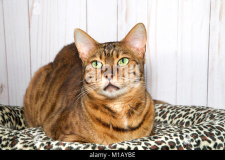 Bengal chat allongé sur une couverture d'impression guépard avec panneau en bois mur arrière-plan. Les yeux vert à gauche jusqu'à spectateurs. Banque D'Images