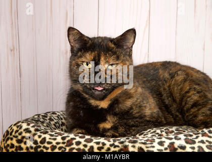 Portrait d'un chat, d'écaille ou tortie, looking at viewer, les yeux aux et de la langue qui sort. Portant sur un cheetah lit avec panneau bac Banque D'Images