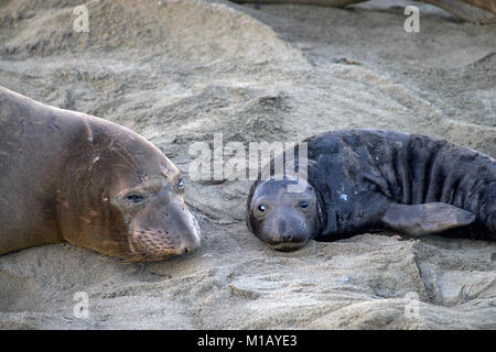 Éléphant de mer portant sur une plage de Californie, la mère et l'enfant pose face à face à l'observateur. Les éléphants de mer tirent leur nom de la lar Banque D'Images