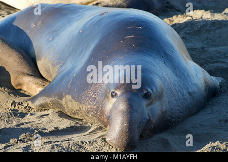 Un éléphant mâle portant sur une plage en direction de spectateur. Les éléphants de mer tirent leur nom de la grande proboscis de l'homme adulte (Bull), qui r Banque D'Images